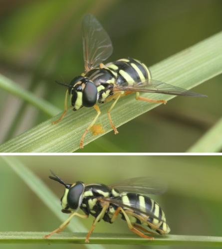Réf. 282 279 : Chrysotoxum elegans
